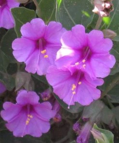 Wild Four O'Clock (Mirabilis)