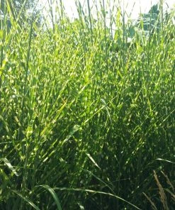 Gold Breeze Miscanthus Grass -Outdoor Garden Care Shop miscanthus gold breeze 2 cropped