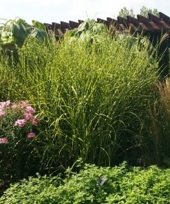 Gold Breeze Miscanthus Grass -Outdoor Garden Care Shop miscanthus gold breeze 3 cropped
