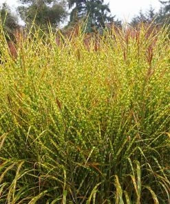 Gold Breeze Miscanthus Grass