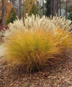 August Afternoons Pre-Planned Garden -Outdoor Garden Care Shop miscanthus gracillimus hni cropped 5