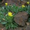 Missouri Evening Primrose -Outdoor Garden Care Shop missouri evening primrose 1