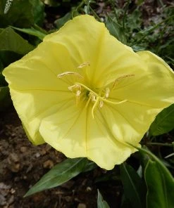 Missouri Evening Primrose 7 Missouri Evening Primrose -Outdoor Garden Care Shop missouri evening primrose 3