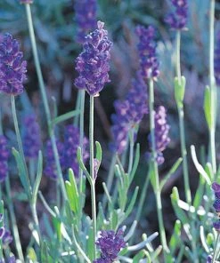 August Afternoons Pre-Planned Garden -Outdoor Garden Care Shop mitcham gray english lavender 2