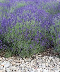 Mitcham Gray English Lavender -Outdoor Garden Care Shop mitcham gray english lavender 1