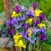 Dwarf Specie Iris Mix (Mini Iris) 2 Dwarf Specie Iris Mix (Mini Iris) -Outdoor Garden Care Shop mixed specie iris visi09644