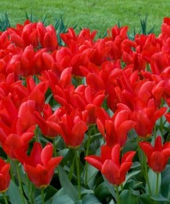 Red Emperor Tulip 12 Red Emperor Tulip -Outdoor Garden Care Shop moja02194 red emperor tulip cropped