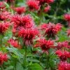 Fireball Bee Balm 2 Fireball Bee Balm -Outdoor Garden Care Shop monarda didyma cropped