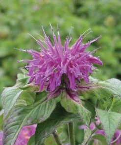 Blue Stocking Bee Balm