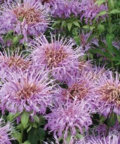 Summer Dreams Pre-Planned Garden -Outdoor Garden Care Shop monarda fistulosa 70984 1 web 1