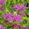 Peter's Purple Bee Balm -Outdoor Garden Care Shop monarda peters purple 71000 web 2