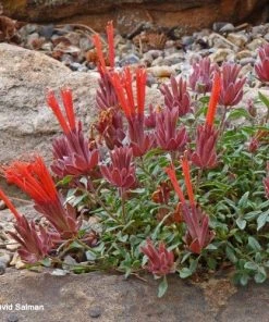 Marian Sampson Scarlet Monardella -Outdoor Garden Care Shop monardella macrantha marion sampson 500web 1