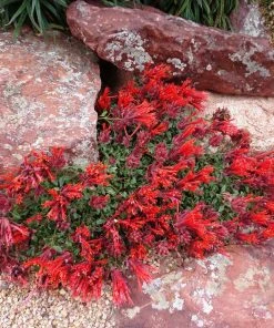 Shady Oasis Container Garden 9 Shady Oasis Container Garden -Outdoor Garden Care Shop monardella macrantha panayoti kelaidis1 plant select