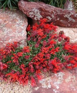 Marian Sampson Scarlet Monardella