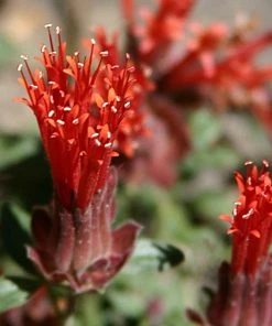 Marian Sampson Scarlet Monardella -Outdoor Garden Care Shop monardella macrantha pat hayward plant select cropped 1