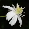 Mongolian Snowflakes (Clematis) -Outdoor Garden Care Shop mongolian snowflakes clematis white 1