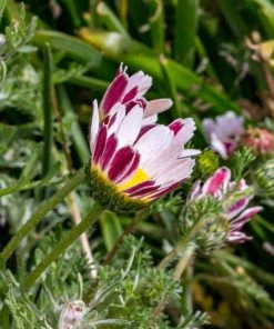 Spring Carpet Mount Atlas Daisy (Anacyclus)