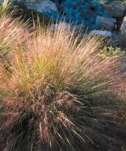 Undaunted® Ruby Muhly Grass -Outdoor Garden Care Shop muhlenbergia reverchon 71138 1 web 4