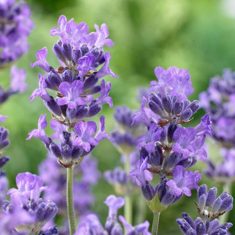 Munstead Violet English Lavender 4 Munstead Violet English Lavender - Image 2