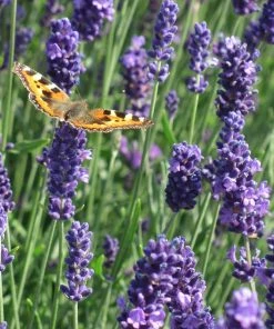Munstead Violet English Lavender 7 Munstead Violet English Lavender -Outdoor Garden Care Shop munstead violet english lavender meadow pollinator