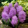 Cotton Candy Grape Hyacinth -Outdoor Garden Care Shop muscari comosum plumosum cotton cany grape hyacinth 1 cropped
