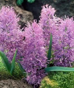 Cotton Candy Grape Hyacinth 7 Cotton Candy Grape Hyacinth -Outdoor Garden Care Shop muscari comosum plumosum cotton cany grape hyacinth 3 cropped