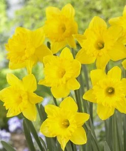 Dutch Master Trumpet Daffodil