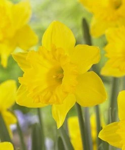 Dutch Master Trumpet Daffodil 7 Dutch Master Trumpet Daffodil -Outdoor Garden Care Shop narcissus daffodil dutch master 3 2 1