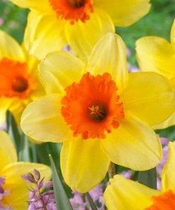 Endless Daffodil Bulb Collection -Outdoor Garden Care Shop narcissus fortissimo daffodil close up 1