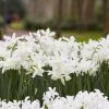 Thalia Daffodil -Outdoor Garden Care Shop narcissus thalia with hyacinth