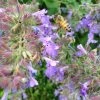 Select Blue Nepeta -Outdoor Garden Care Shop nepeta faassenii select blue customer photo cropped 19