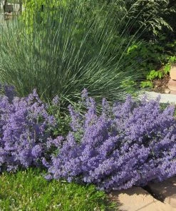 Select Blue Nepeta -Outdoor Garden Care Shop nepeta faassenii select blue helectotrichon sempervirens 1