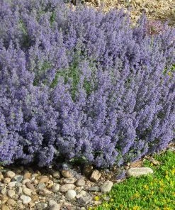 Select Blue Nepeta -Outdoor Garden Care Shop nepeta faassenii select blue delosperma nubiginum
