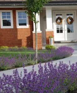 Little Trudy® Nepeta -Outdoor Garden Care Shop nepeta little trudy catmint must credit plant select 1