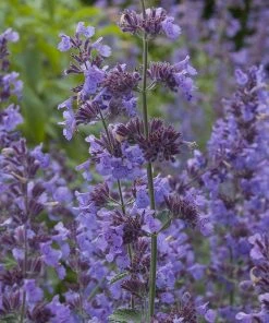 Elegant Elevation Collection -Outdoor Garden Care Shop nepeta walkers low flower garden