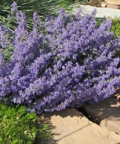 Jumbo Waterwise Pre-Planned Garden -Outdoor Garden Care Shop nepeta faassenii select blue helectotrichon sempervirens 1