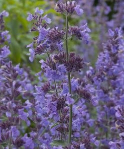 Summer Showstopper Pre-Planned Garden -Outdoor Garden Care Shop nepeta walker s low blue purple 1