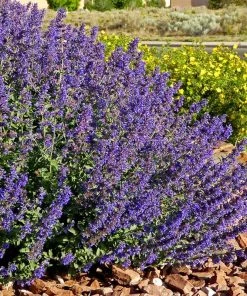 Walker's Deep Blue Nepeta -Outdoor Garden Care Shop nepeta walkers dark blue 4 cc cropped