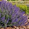 Walker's Deep Blue Nepeta 1 Walker's Deep Blue Nepeta -Outdoor Garden Care Shop nepeta walkers dark blue 4 cc cropped 1