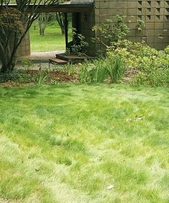 No Mow Lawn Grass Seed -Outdoor Garden Care Shop no mow grass 1 1