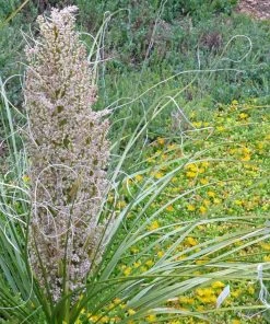 Green's Beargrass (Nolina)