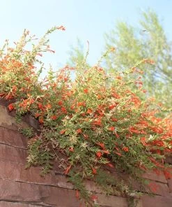 Orange Carpet® Creeping Hummingbird Trumpet (Zauschneria) 10 Orange Carpet® Creeping Hummingbird Trumpet (Zauschneria) -Outdoor Garden Care Shop orange carpet creeping hummingbird trumpet zauschneria hanging garden flowers