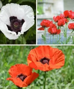 Oriental Poppy Collection (Papaver) 9 Oriental Poppy Collection (Papaver) -Outdoor Garden Care Shop oriental poppy perennial collection 10 18 23