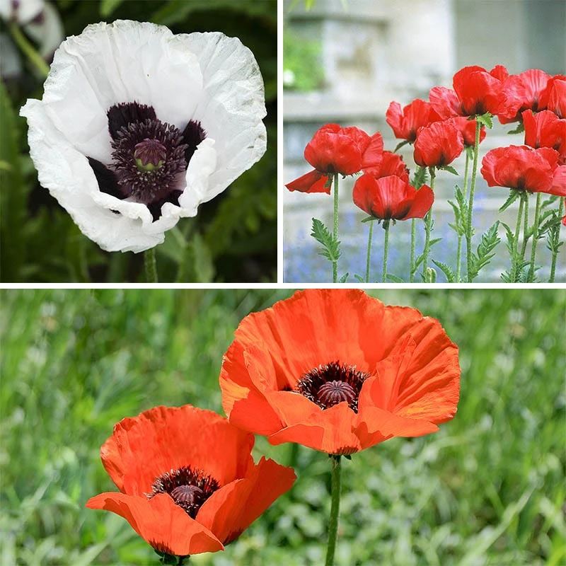 Oriental Poppy Collection (Papaver) 6 Oriental Poppy Collection (Papaver) - Image 4