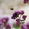 Rotkugel Ornamental Oregano 2 Rotkugel Ornamental Oregano -Outdoor Garden Care Shop origanum rotkugel with bee cropped