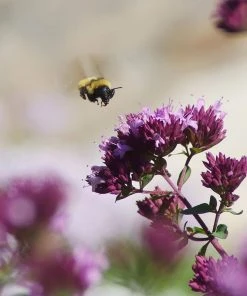 Rotkugel Ornamental Oregano