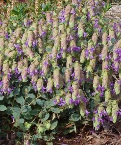 Bee Bonanza Ornamental Oregano Collection