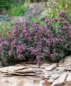 Rotkugel Ornamental Oregano 13 Rotkugel Ornamental Oregano -Outdoor Garden Care Shop origanum rotkugel 1 cropped web