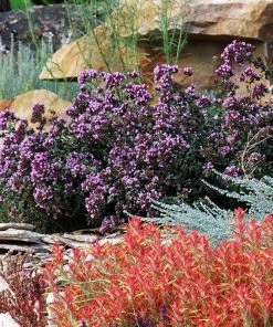 Rotkugel Ornamental Oregano 11 Rotkugel Ornamental Oregano -Outdoor Garden Care Shop origanum rotkugel 3 cropped web