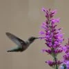 Ava Agastache 2 Ava Agastache -Outdoor Garden Care Shop pam koch hummingbird agastache az 1